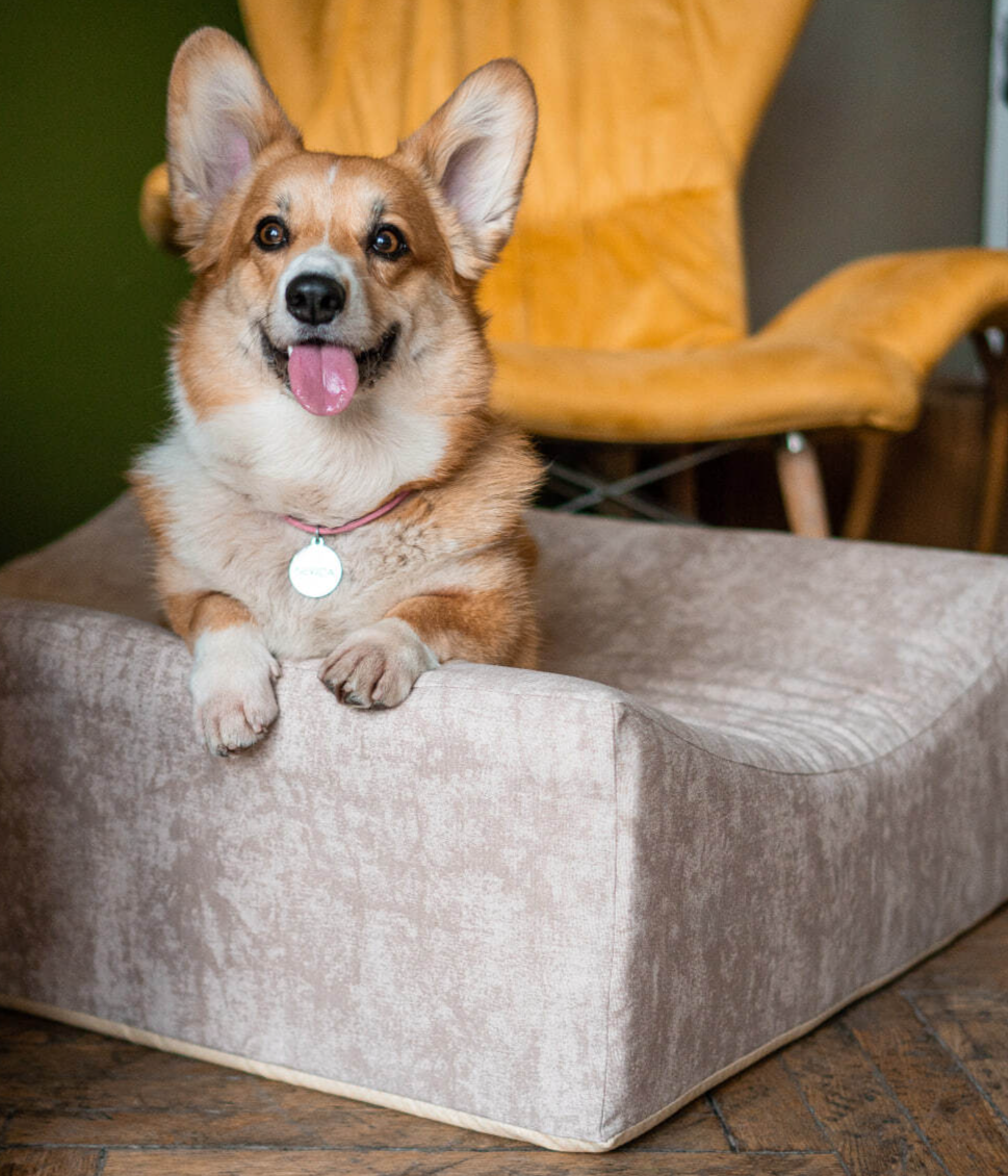 Корги в бежевой лежанке Chilldog Капучино